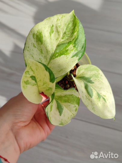 Эпипремнум Марбл Эппл (Marble Apple)