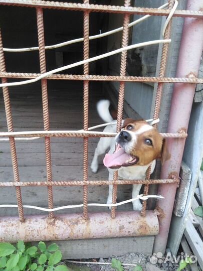 Передержка собак, зооняня