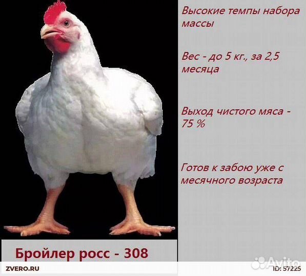 Цыплята бройлеры