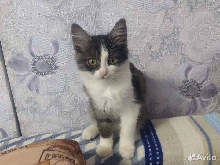 2 красивые кошечки ищут хозяев