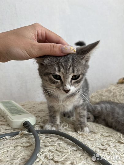 Кошечка в добрые руки
