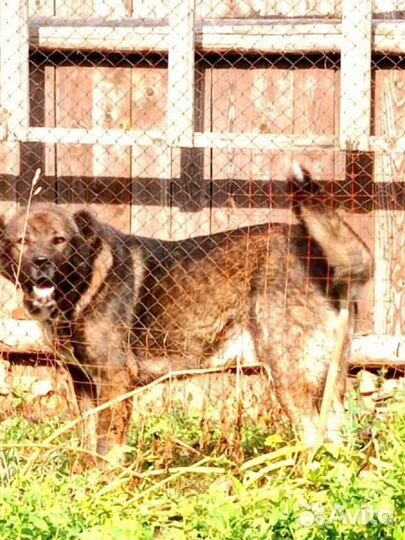 Аборигенная кавказская овчарка (ако)