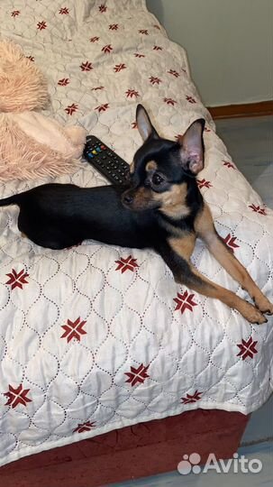 Той-терьер вязка