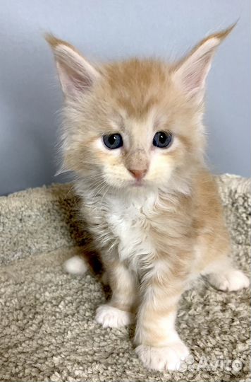 Мейн-кун Мальчик