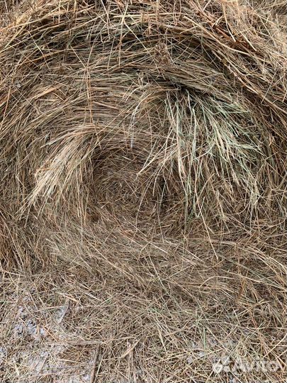 Сено в рулонах с доставкой