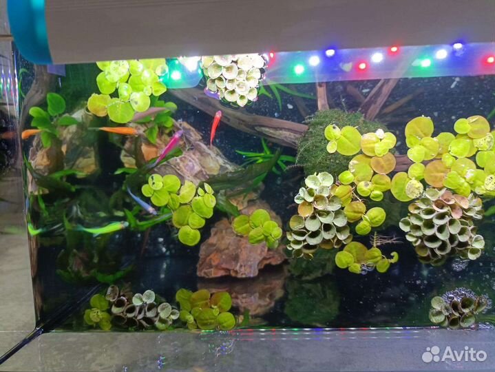 Аквариум