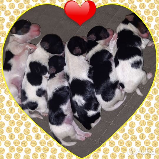 Щенок Бивера