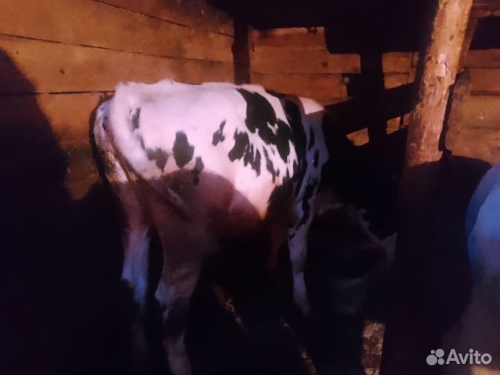 Бык и телки