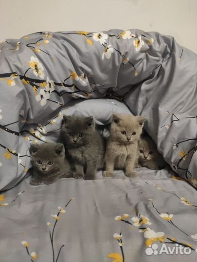 Британские котята