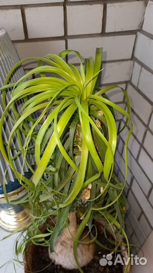 Нолина (бокарнея)