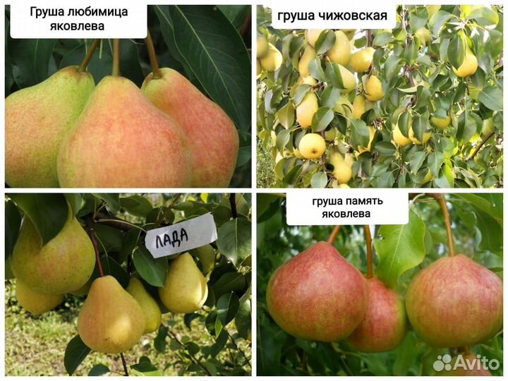 Саженцы груши
