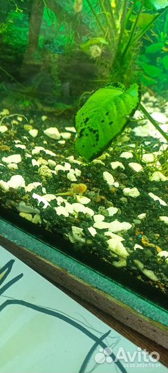 Аквариумные рыбки Сапфировый попугай и сомики