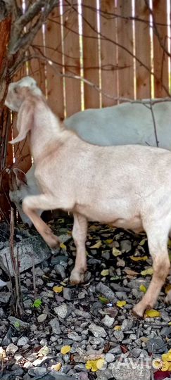 Вязка козлом камори/нуб. Продажа