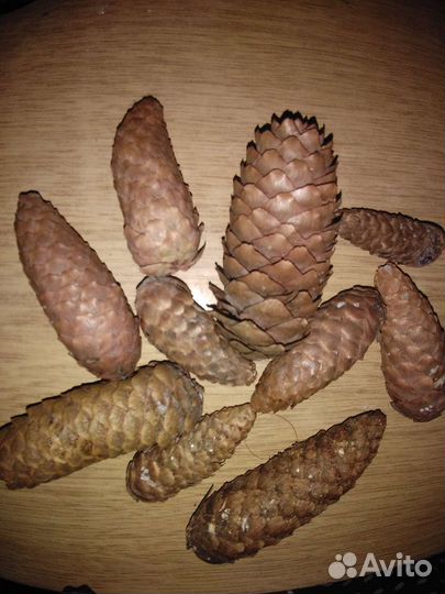 Шишки ели и сосны для самовара,творчества и декора