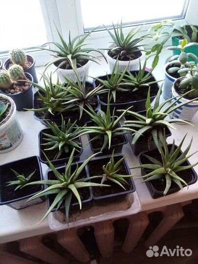 Хавортия комнатные цветы