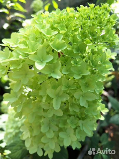 Гортензия метельчатая