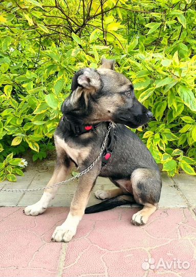 Щенуля - Лейла