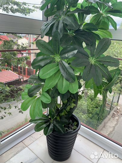 Комнатные цветы шефлера