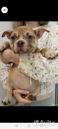 Американский булли девочка