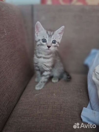 Кошки шотландцы