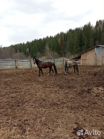 Жеребец и кобыла орловский рысак
