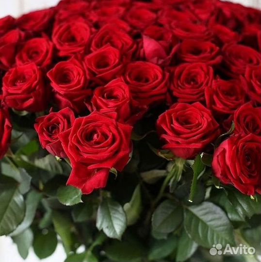 Метровые розы Доставка цветов
