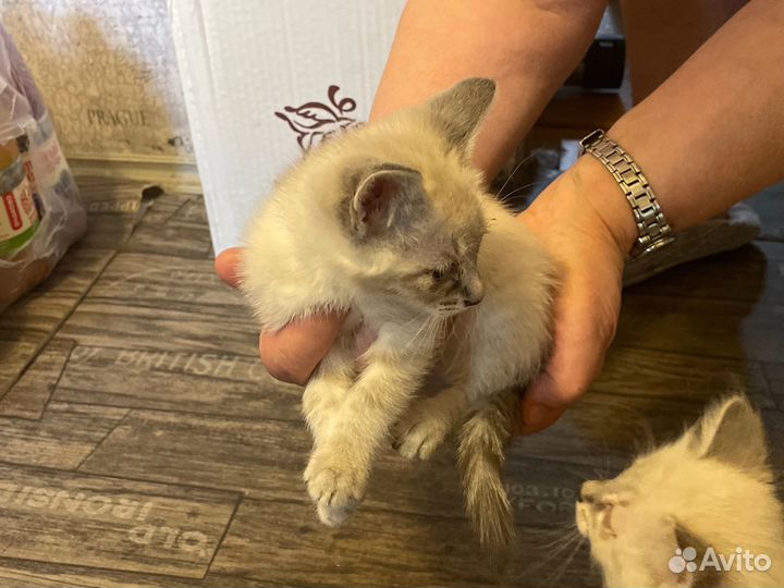 Котята в добрые руки