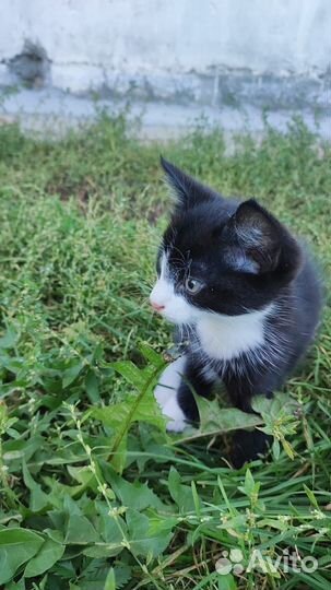 Котенок в добрые руки Мальчик