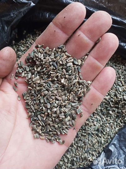 Семена лопуха