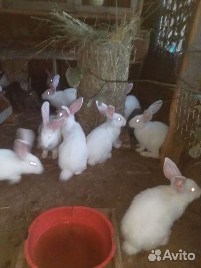 Кролы кролики