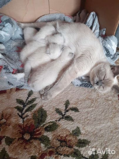 Котята в добрые руки бесплатно