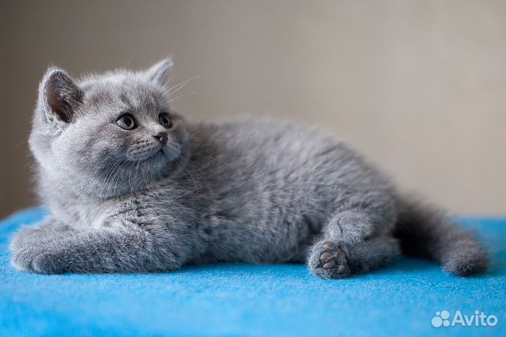 Маркиз британский, чистопородный котенок