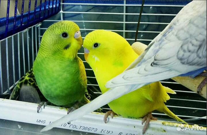 Волнистые ручные попугаи