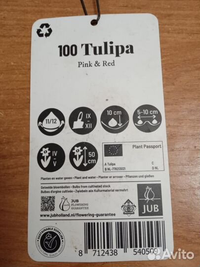 Луковицы тюльпанов