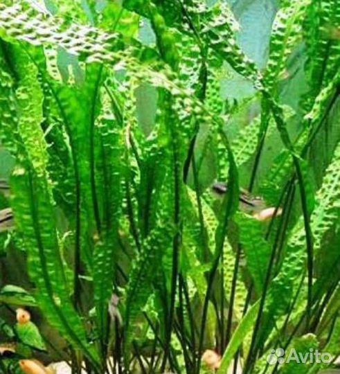 Криптокарина