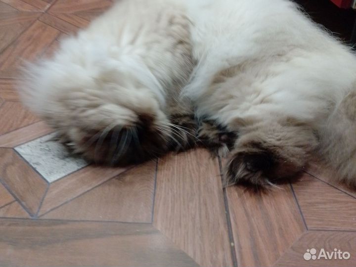 Шотландская вислоухая кошка вязка