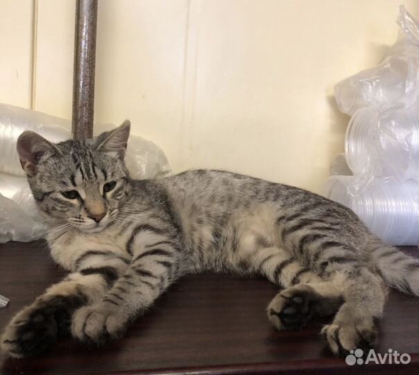 Кошечка ищет дом