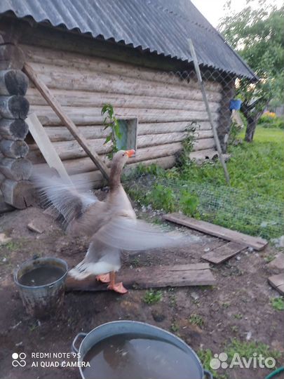 Индоутка наседка Гусак