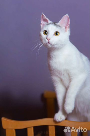 Чудесная кошечка Снежинка ждёт маму