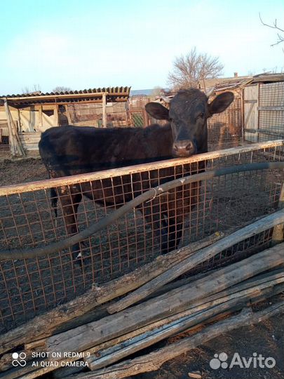 Продаю телку