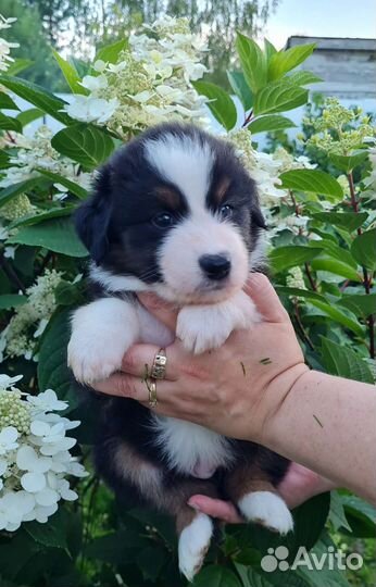 Щенки Австралийской овчарки