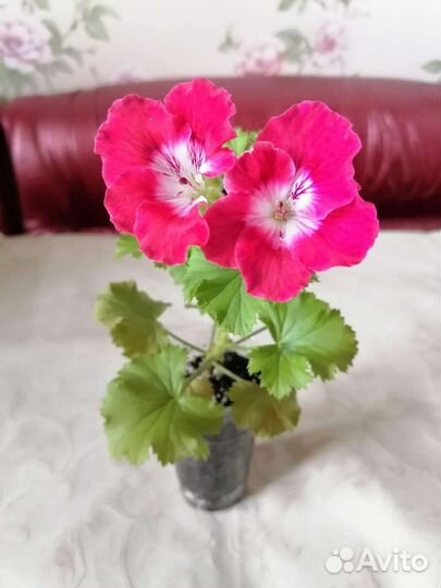 Экзотика. Дуранта Свит Меморис и др