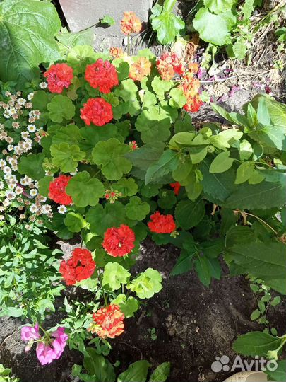 Пеларгония герань сортовая