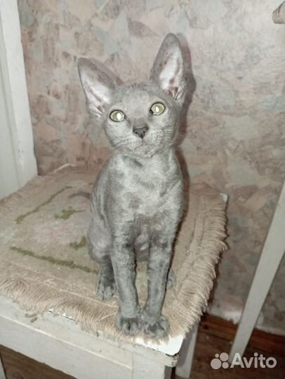 Котята корниш-рекс