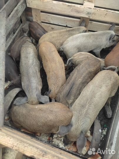 Подрощенные домашние поросята