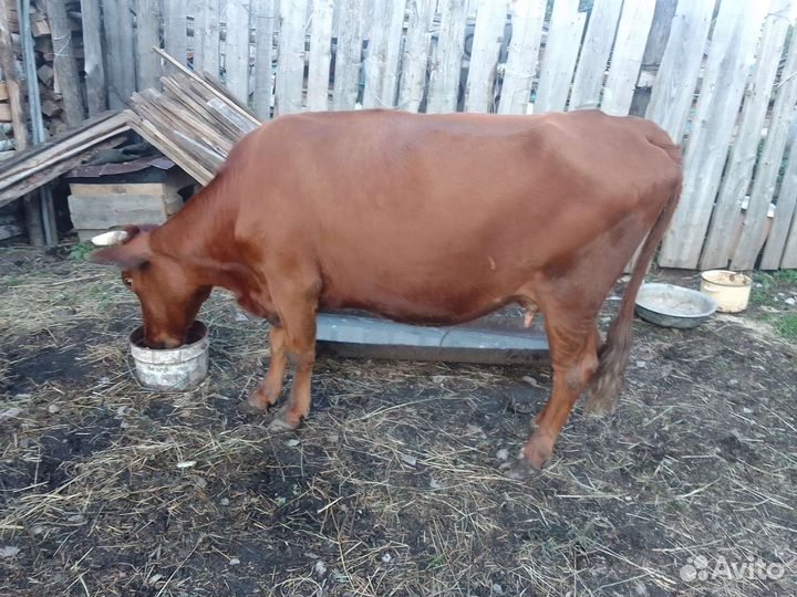 Корова дойная