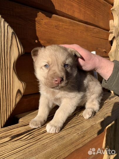 Щенки метис