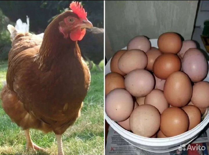 Куры молодки