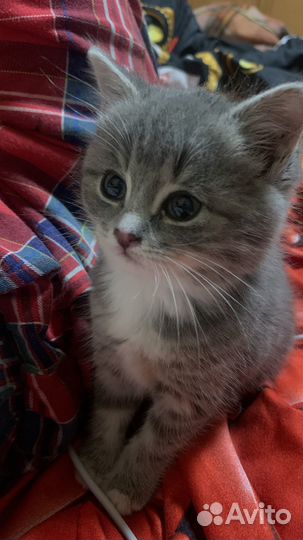 Котята в добрые руки даром