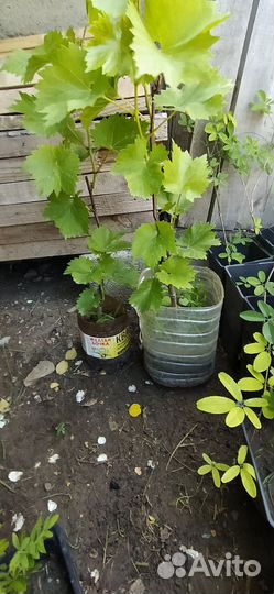 Виноград ранний